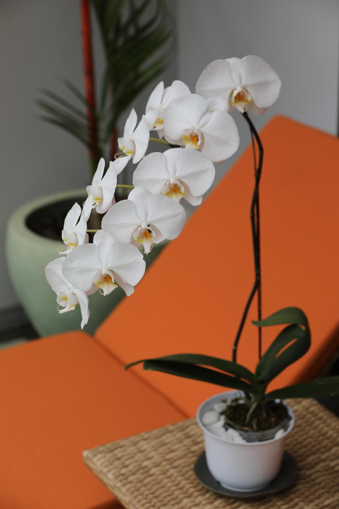 Graha Ayoe Villa Sidemen  Ngoại thất bức ảnh